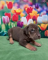 AKC Duke, a male Great Dane for sale in Durand, IL – Photo 2 of 4