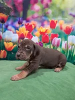 AKC Duke, a male Great Dane for sale in Durand, IL – Photo 1 of 4