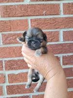 Hailey, a female Shih Tzu for sale in Durand, IL – 2 of 3
