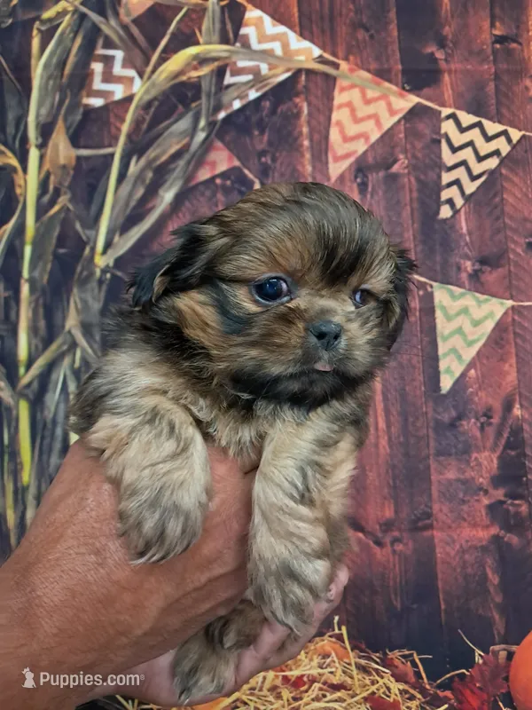 Jason – Shih Tzu puppy for sale in Durand, IL