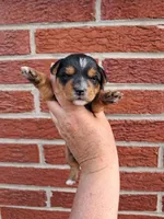 Lenora, a female Yorkshire Terrier for sale in Durand, IL – 2 of 3