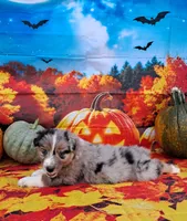 AKC Dolly, a female Australian Shepherd for sale in Durand, IL – 7 of 10