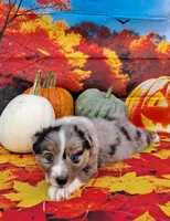 AKC Dolly, a female Australian Shepherd for sale in Durand, IL – 6 of 10