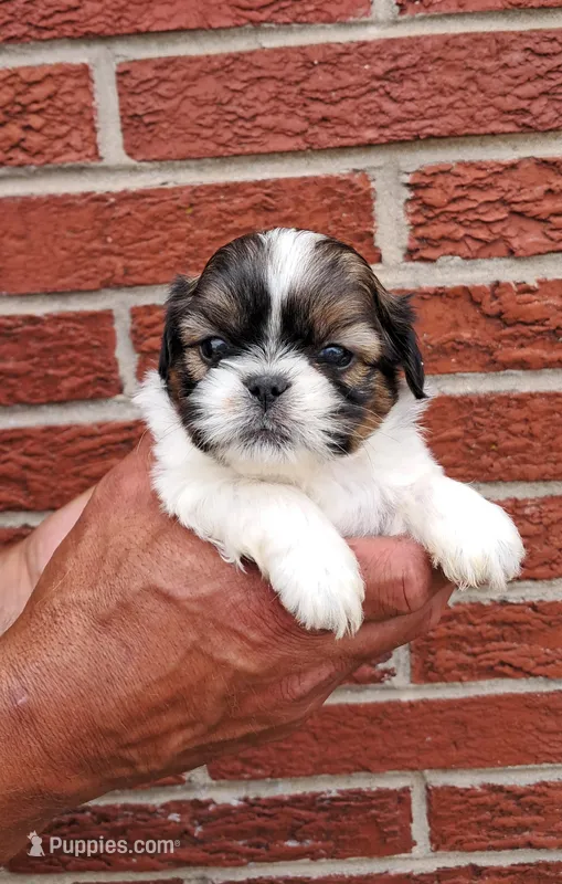 Teddy – Shih Tzu puppy for sale in Durand, IL