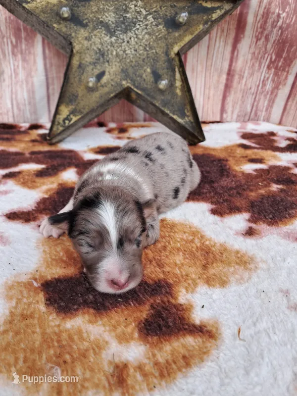 AKC Dolly – Australian Shepherd puppy for sale in Durand, IL