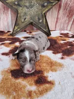 AKC Dolly, a female Australian Shepherd for sale in Durand, IL – 1 of 4