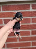 Peanut, a female Yorkshire Terrier for sale in Durand, IL – 3 of 4