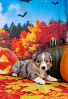 AKC Faith, a female Australian Shepherd for sale in Durand, IL – 7 of 10