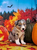 AKC Faith, a female Australian Shepherd for sale in Durand, IL – 3 of 10