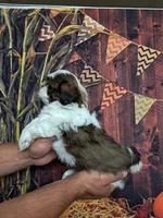 Pennywise, a male Shih Tzu for sale in Durand, IL – 2 of 3