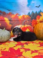 AKC Ella, a female Australian Shepherd for sale in Durand, IL – 6 of 8
