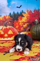 AKC Miranda, a female Australian Shepherd for sale in Durand, IL – 5 of 10