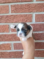 Lexi, a female Shih Tzu for sale in Durand, IL – 3 of 3