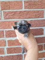 Rustin, a male Shih Tzu for sale in Durand, IL – 2 of 3
