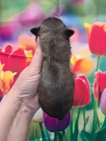 Max, a male Shih Tzu for sale in Durand, IL – Photo 3 of 3