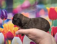 Max, a male Shih Tzu for sale in Durand, IL – Photo 2 of 3