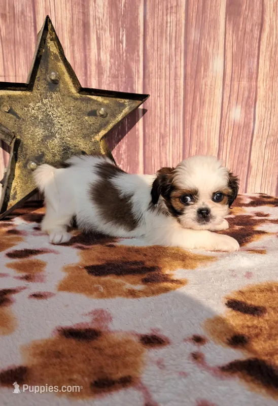 Maddie – Shih Tzu puppy for sale in Durand, IL
