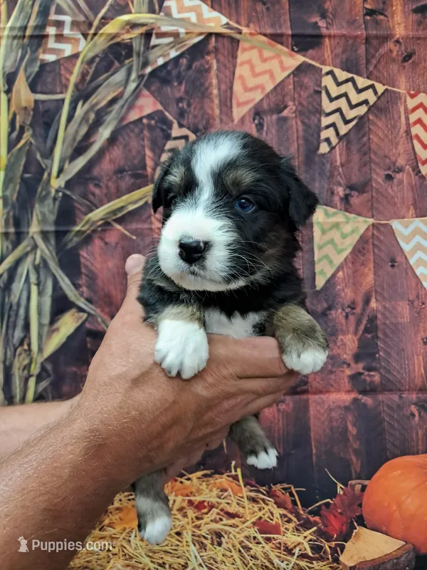 AKC Miranda – Australian Shepherd puppy for sale in Durand, IL