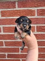Princess, a female Yorkshire Terrier for sale in Durand, IL – 3 of 3