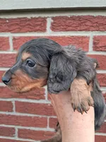 Piper, a male Miniature Dachshund for sale in Durand, IL – 2 of 7