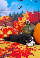AKC Miranda, a female Australian Shepherd for sale in Durand, IL – 6 of 10