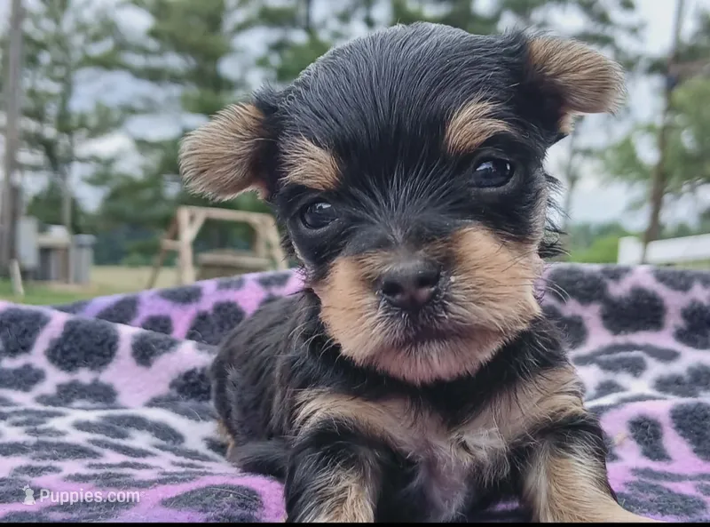 Peanut – Yorkshire Terrier puppy for sale in Durand, IL