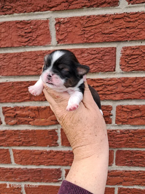 Charlie – Shih Tzu puppy for sale in Durand, IL