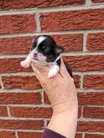 Charlie, a male Shih Tzu for sale in Durand, IL – 1 of 3