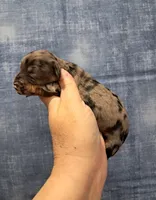 Presley, a male Miniature Dachshund for sale in Durand, IL – Photo 2 of 3