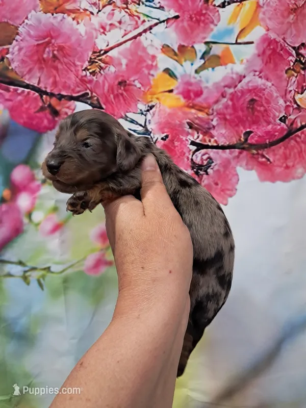 Presley – Miniature Dachshund puppy for sale in Durand, IL