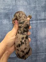 Presley, a male Miniature Dachshund for sale in Durand, IL – Photo 3 of 3