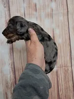 Presley, a male Miniature Dachshund for sale in Durand, IL – 2 of 3