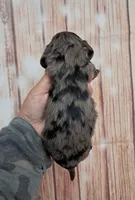 Presley, a male Miniature Dachshund for sale in Durand, IL – 3 of 3