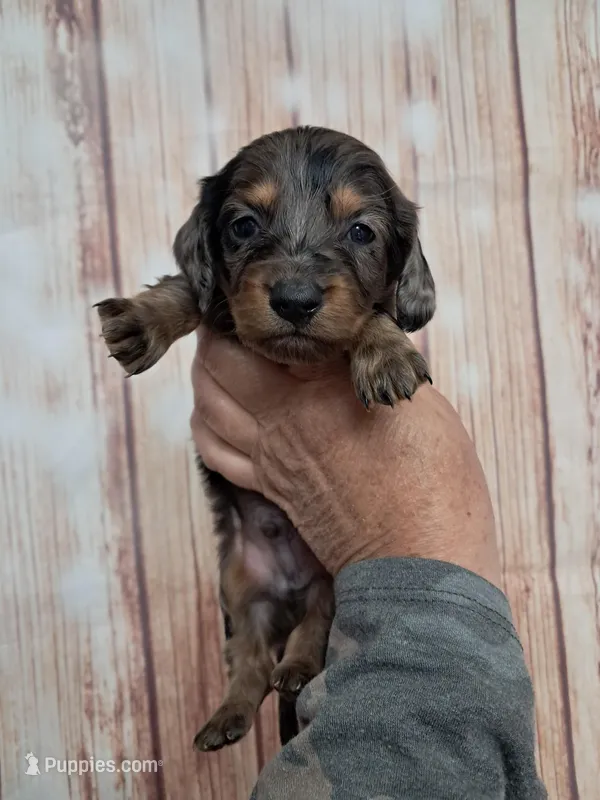 Presley – Miniature Dachshund puppy on hold in Durand, IL