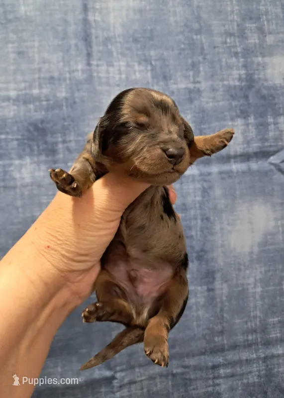 Presley – Miniature Dachshund puppy for sale in Durand, IL