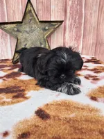 Jack, a male Shih Tzu for sale in Durand, IL – 2 of 7