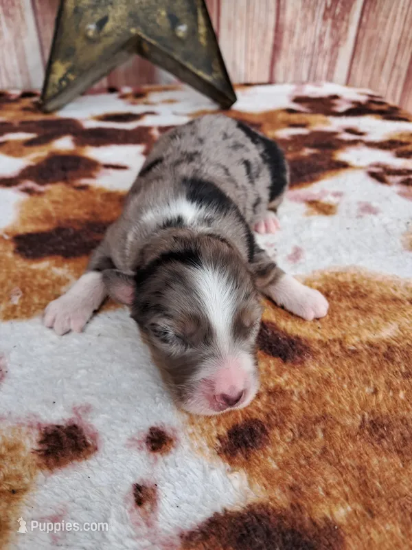 AKC Faith – Australian Shepherd puppy for sale in Durand, IL