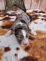 AKC Faith, a female Australian Shepherd for sale in Durand, IL – 1 of 4