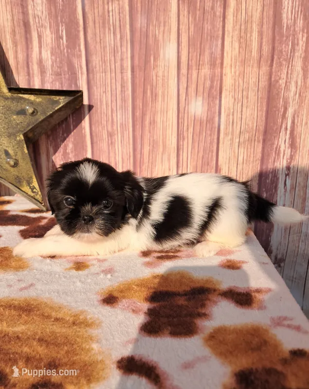 Dottie – Shih Tzu puppy for sale in Durand, IL