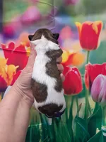 Maggie, a female Shih Tzu for sale in Durand, IL – Photo 2 of 3