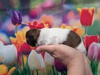 Maggie, a female Shih Tzu for sale in Durand, IL – Photo 3 of 3