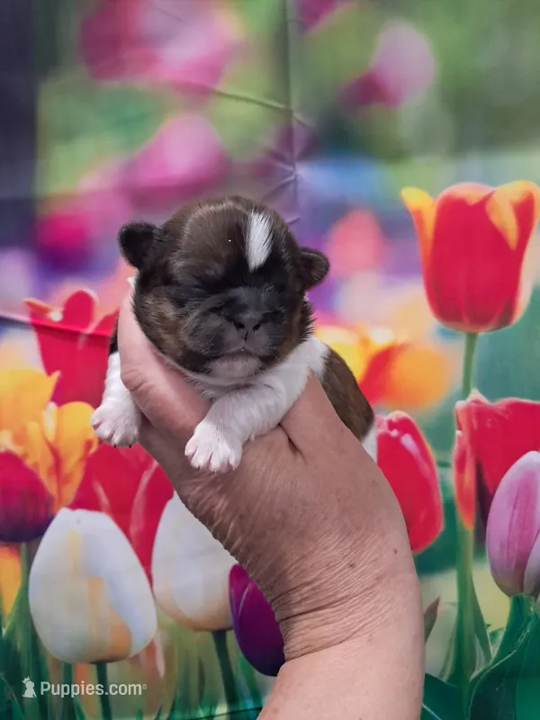 Maggie – Shih Tzu puppy for sale in Durand, IL