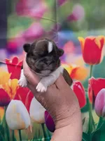 Maggie, a female Shih Tzu for sale in Durand, IL – Photo 1 of 3