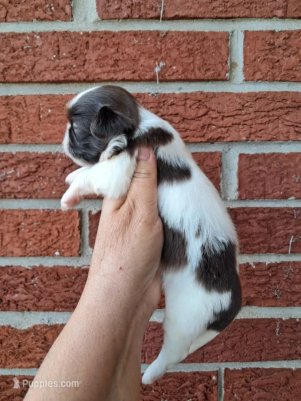 Chloe – Shih Tzu puppy for sale in Durand, IL