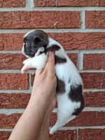 Chloe, a female Shih Tzu for sale in Durand, IL – 1 of 3