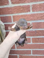 AKC Maverick, a male Yorkshire Terrier for sale in Durand, IL – 2 of 3