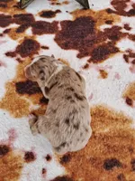 AKC Hank, a male Australian Shepherd for sale in Durand, IL – 2 of 4