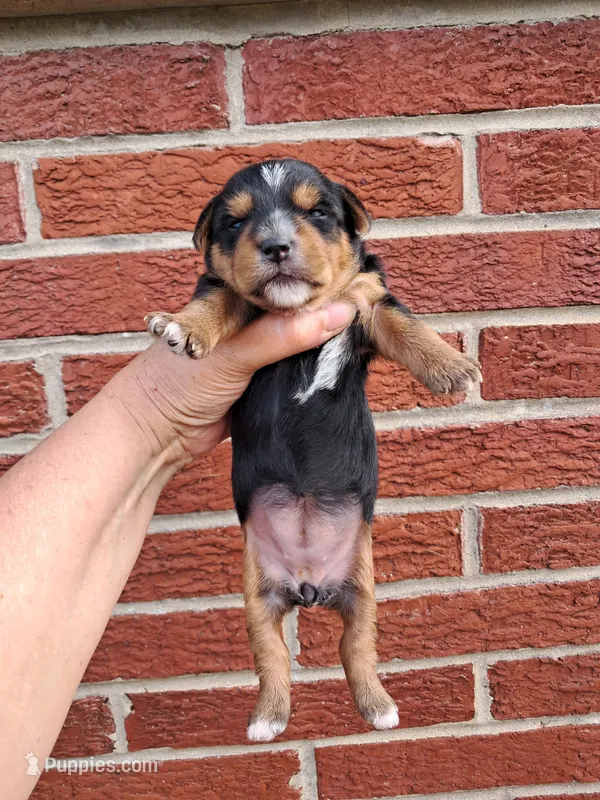 Lenora – Yorkshire Terrier puppy for sale in Durand, IL