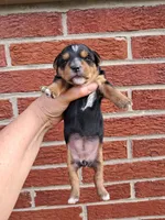 Lenora, a female Yorkshire Terrier for sale in Durand, IL – 1 of 3