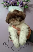 Rusty, a male Shih Tzu for sale in Durand, IL – 3 of 9